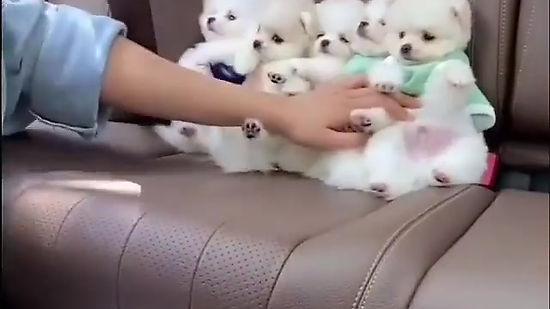 Cute Little White Puppies In The Back Seat